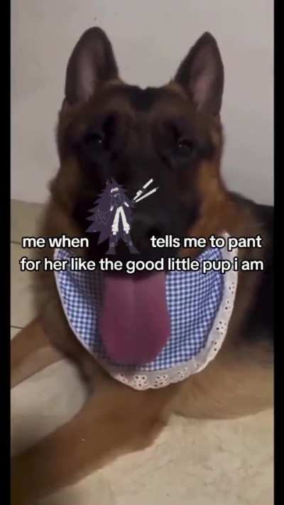 we all her loyal pups