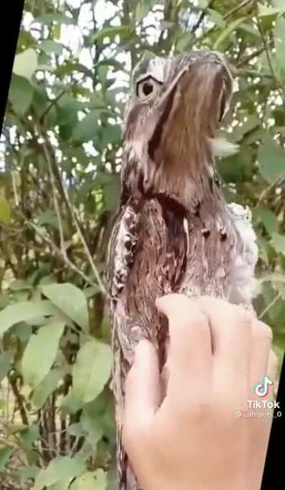 Camouflage