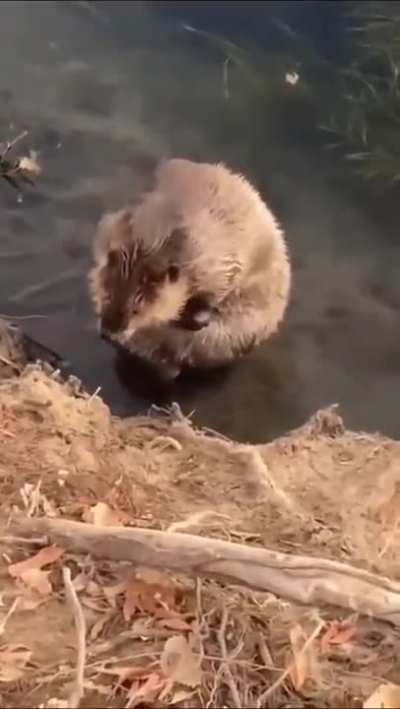 Taking morning bath