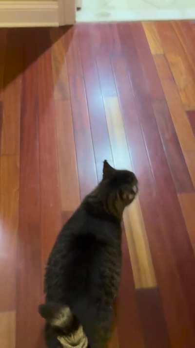 Left Theo alone all week, this is his reaction when I come home