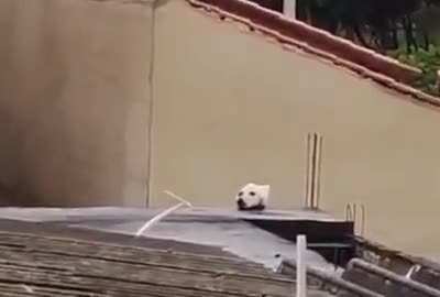What da dog doin