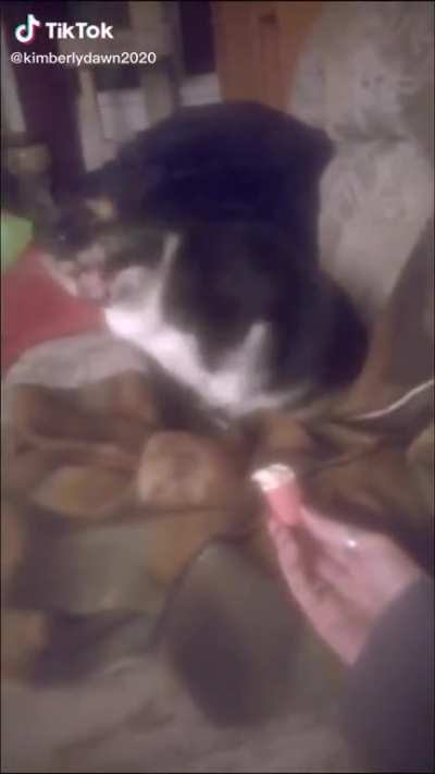 Loudest cat gag I&rsquo;ve ever heard 10/10