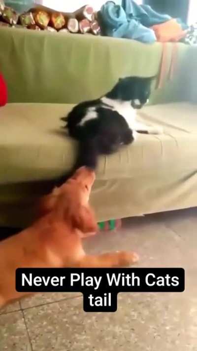 Always ask permission before playing with cat's tail&hellip;&hellip;.😹