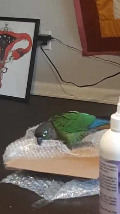 Pepper has spent the past 30 minutes obsessively popping bubble wrap.