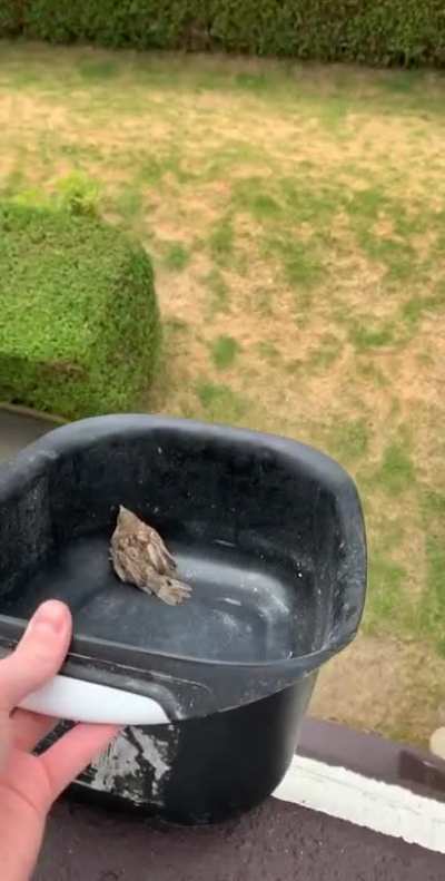 To save a bird&rsquo;s life
