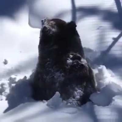 Bears coming out of hibernation when the market dips .5%