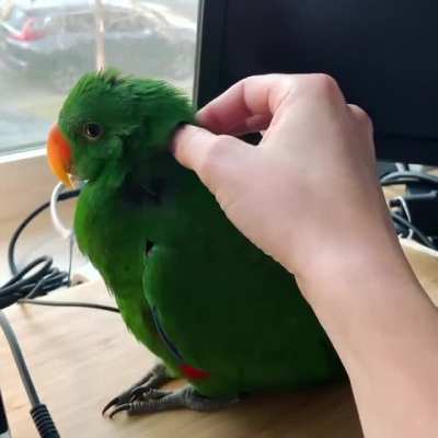 Mom's scritches make me a lil sleepy boy