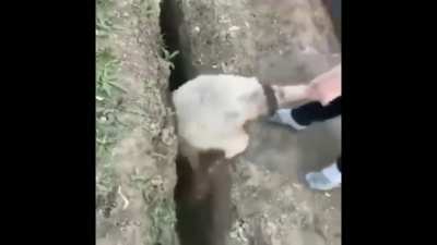 Sheep