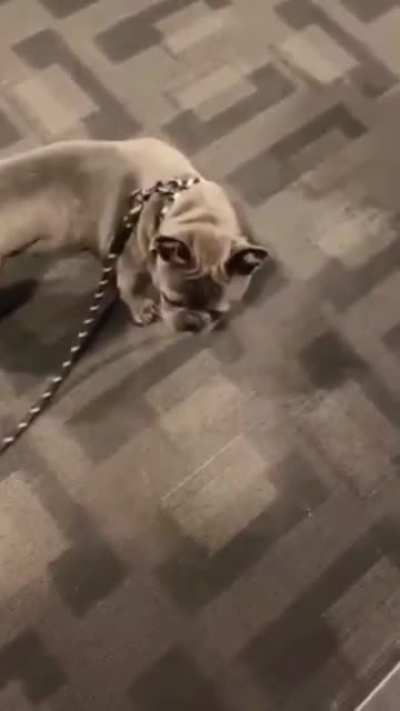 Abrupt Dog