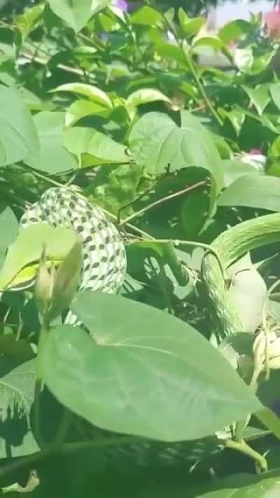 Green snake of the vineyard