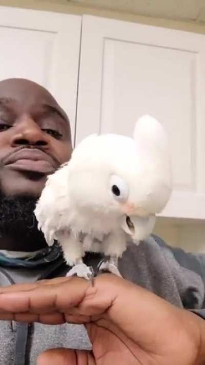 Beatbox and Bird