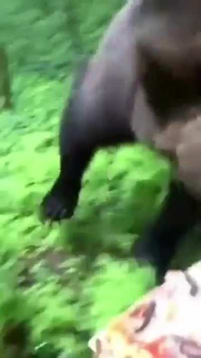 beware when a bear follows you 🇮🇹🤌