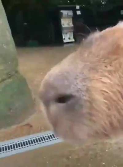 sonic &amp;amp; capivara