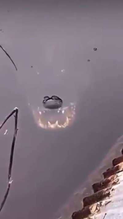 A predator lurks