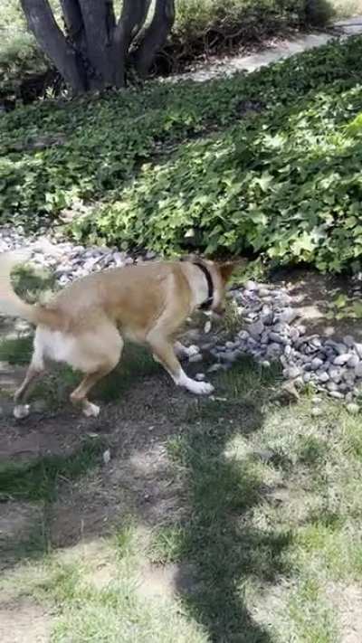 Took our dog Easter egg hunting. She&rsquo;s a true innovator.