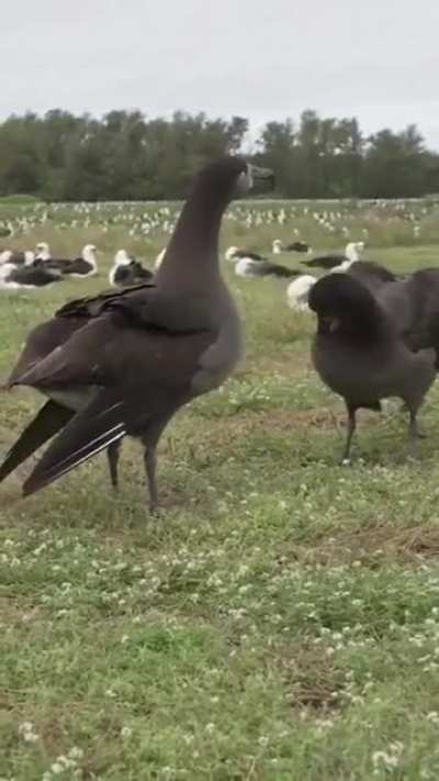 F**k birds