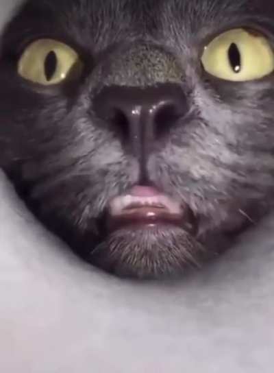HMC while I get the last treat in the container