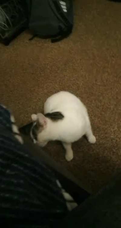 "i think you shouldn't look cats in the eyes"