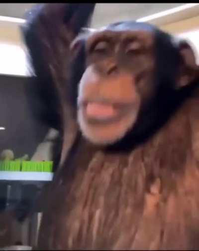 Is funky monke Friday less gooo