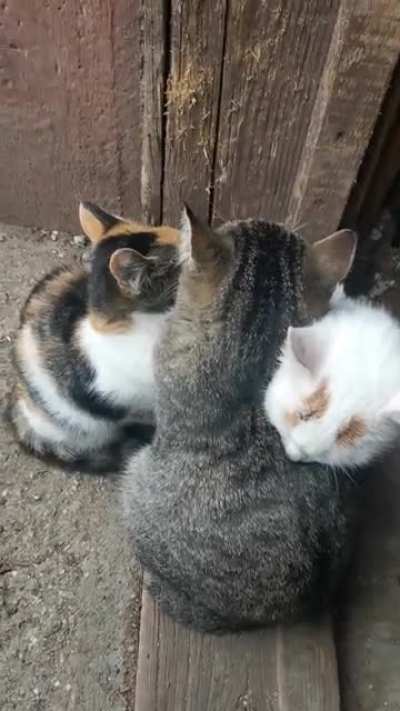 Siblings