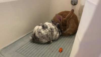 first bonding session success! no fights or humping! I was worried since they are both (neutered) males, but couldn&rsquo;t be happier