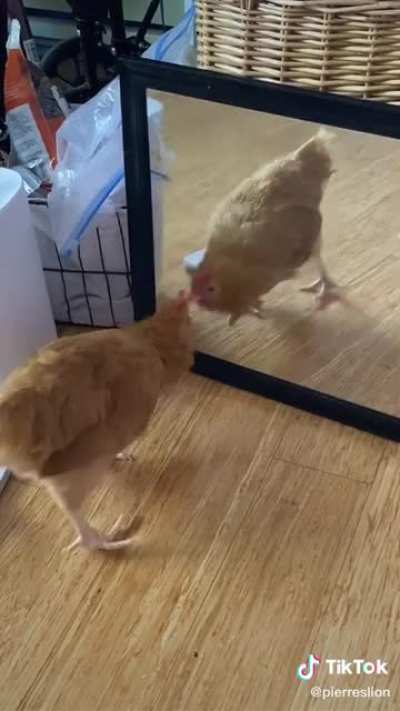 He's a Nugget now.