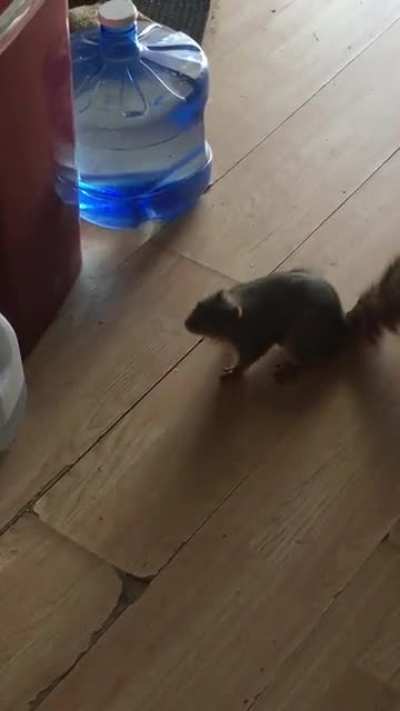 We&rsquo;ve made friends with a squirrel.