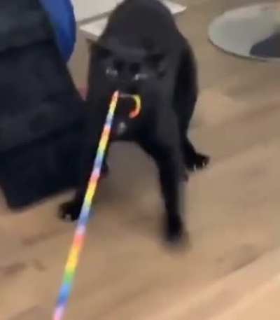 nargacat