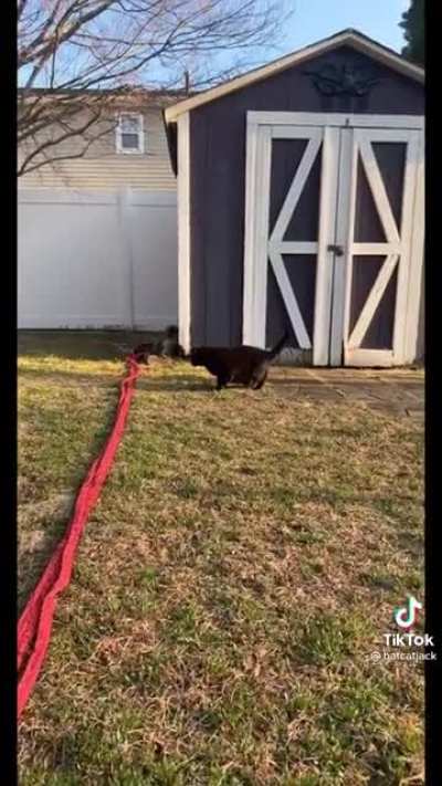 Cat getting scared of absolutely nothing