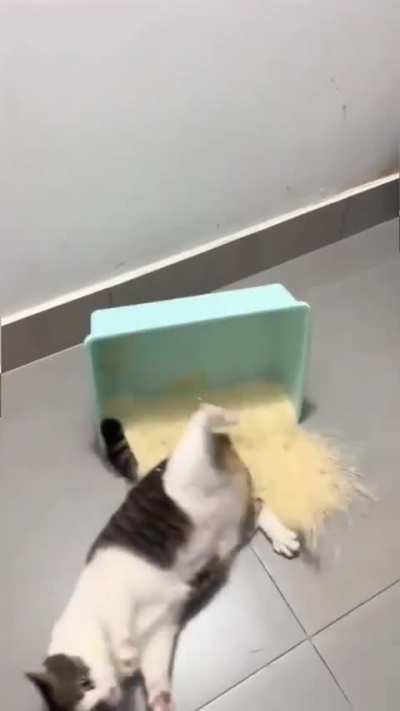 hes trying his best
