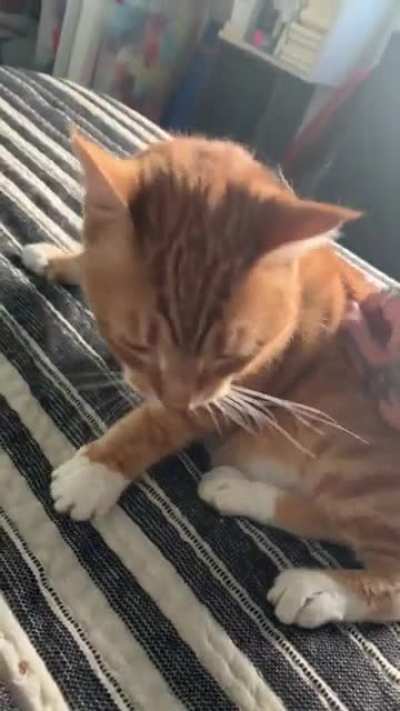 Update: I pet the cat and was blessed with boops.