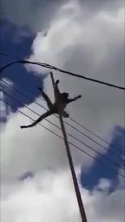 F