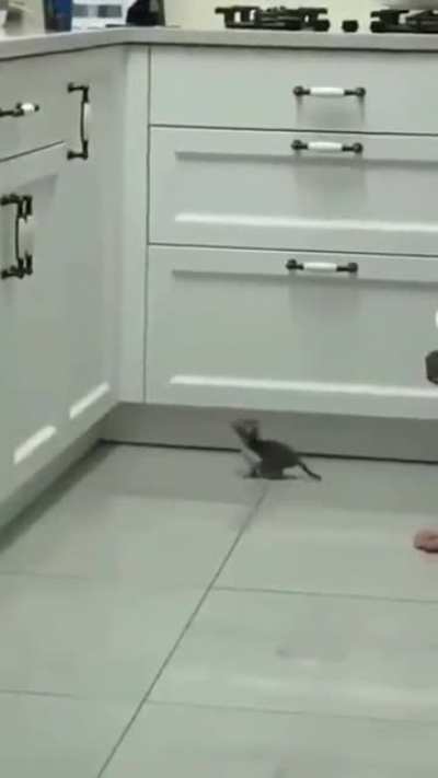 Jumpy kitten