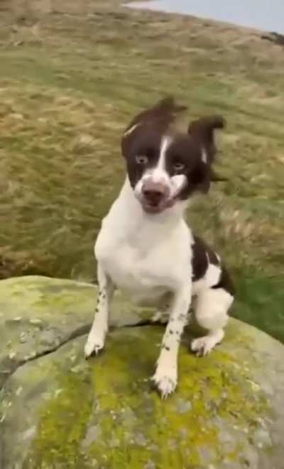 Wind effecting this dogs face