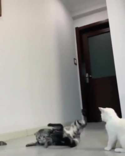 "Wait, I don't know how to fall" (Cross post from r/CrazyFuckingVideos)