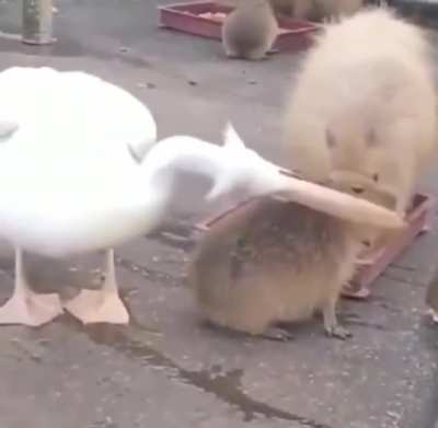 capybARa GETS dEvOUred By PeliCAn 😱