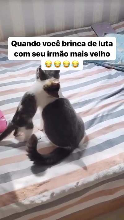 Gatos 👐