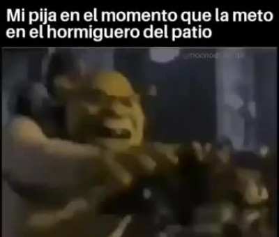 XD