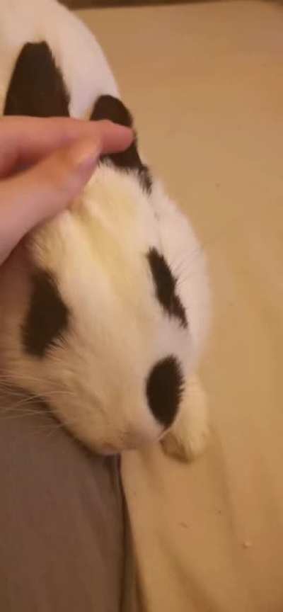 The way my little girl leans into my hand to be petted some more &hearts;️