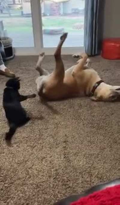 My sister&rsquo;s dog never got along well with other dogs. But when they brought a rescue kitten at home to see if they would be compatible the two of them instantly became best bros.