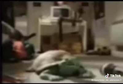 Lol