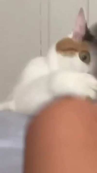 The cat&rsquo;s face&hellip;