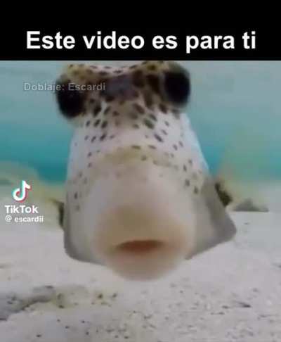 Hola papu cómo estás?