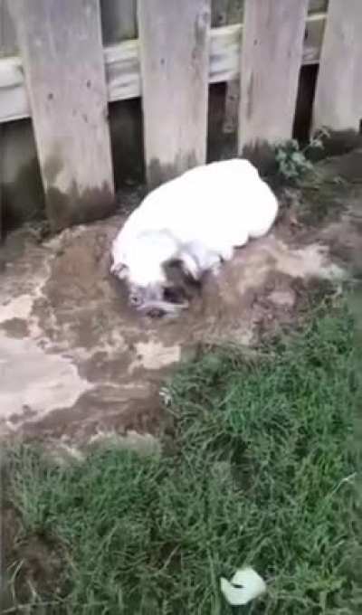 Rose like mud.