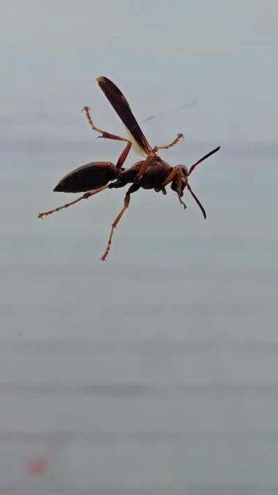 Morning Wasp