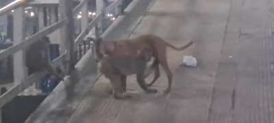 Cursed_monke_sex