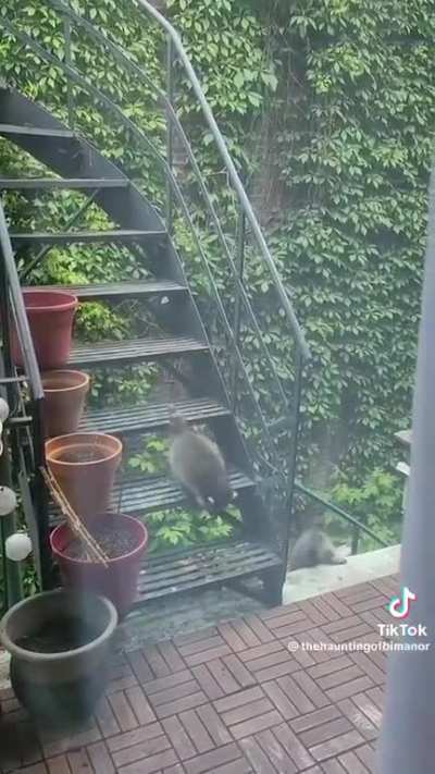 Trashpanda Squad Escape