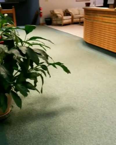 my work is very dog friendly, &amp;amp; artemis loves running up &amp;amp; down the lobby hallway when i bring her in