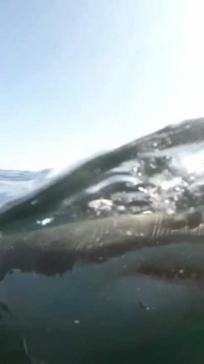 Great White Shark