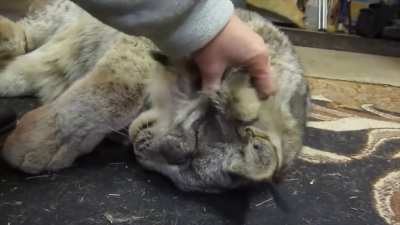 Petting Max the Canadian Lynx while he purrs like a house cat 😮